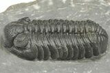 Phacopid (Adrisiops) Trilobite - Jbel Oudriss, Morocco #222396-1